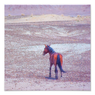 Desert Horse P8640 Photo Print