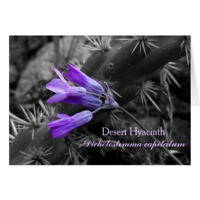 Desert Hyacinth Flower and Staghorn Cholla Cactus (Front Horizontal)
