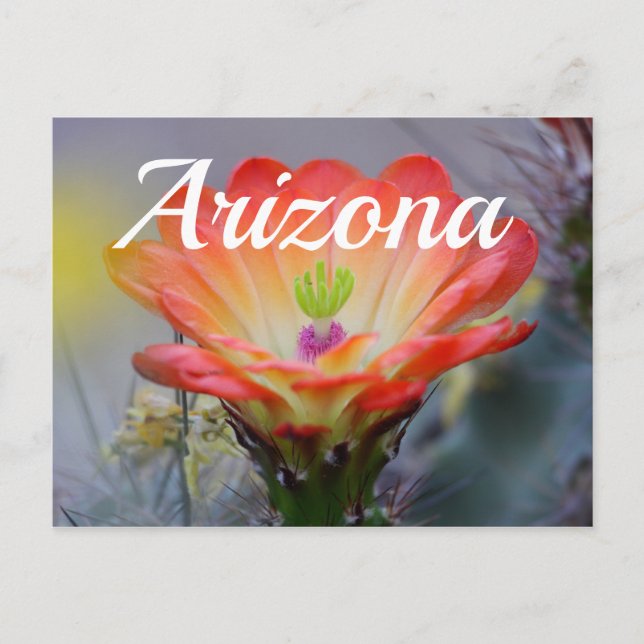 Desert in Bloom, Arizona Postcard (Front)