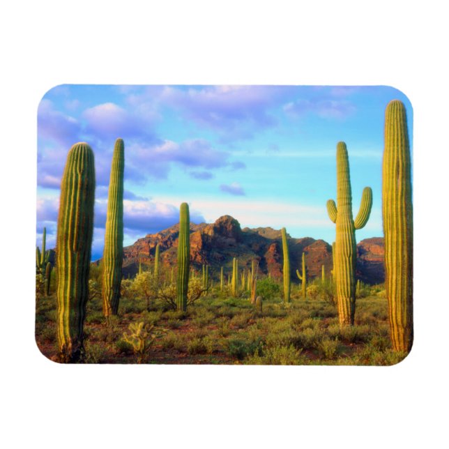 Desert in springtime magnet (Horizontal)