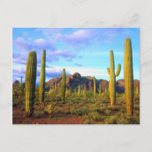 Desert in springtime postcard