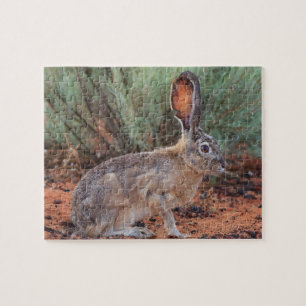 Desert Jackrabbit Jigsaw Puzzle