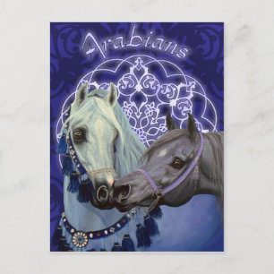 Desert Jewels Arabian horses postcard