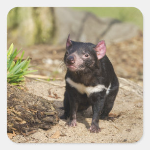 Desert Light – Tasmanian Devil Square Sticker