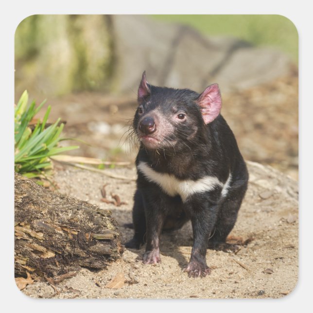 Desert Light – Tasmanian Devil Square Sticker (Front)