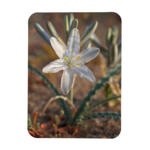 Desert Lily Wildflowers Magnet