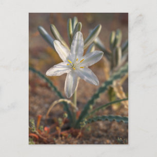 Desert Lily Wildflowers Postcard