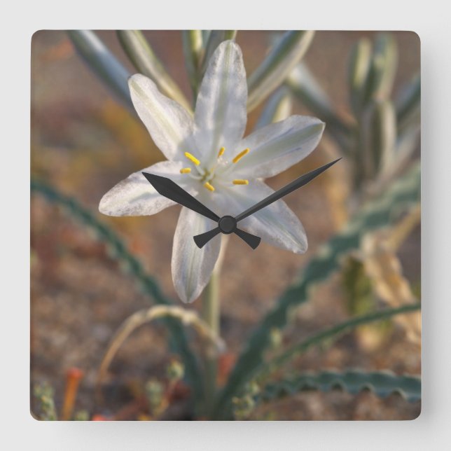 Desert Lily Wildflowers Square Wall Clock (Front)