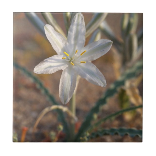 Desert Lily Wildflowers Tile (Front)