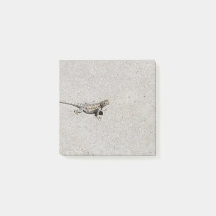 Desert Lizard on Sidewalk Photo Post-It Notes