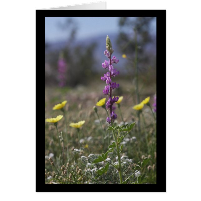 Desert Lupine (Front)