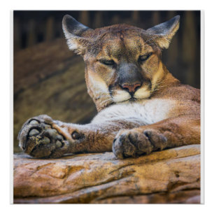 Desert Monarch: The Resting Cougar Poster