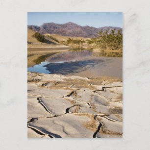 Desert Oasis Postcard