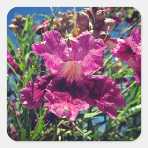 Desert Orchid Bloom Photo Vivid Pink Purple Flower Square Sticker