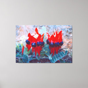 DESERT PEA 32x48 Canvas Print