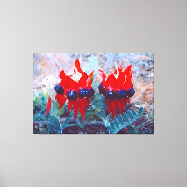 DESERT PEA 32x48 Canvas Print (Front)