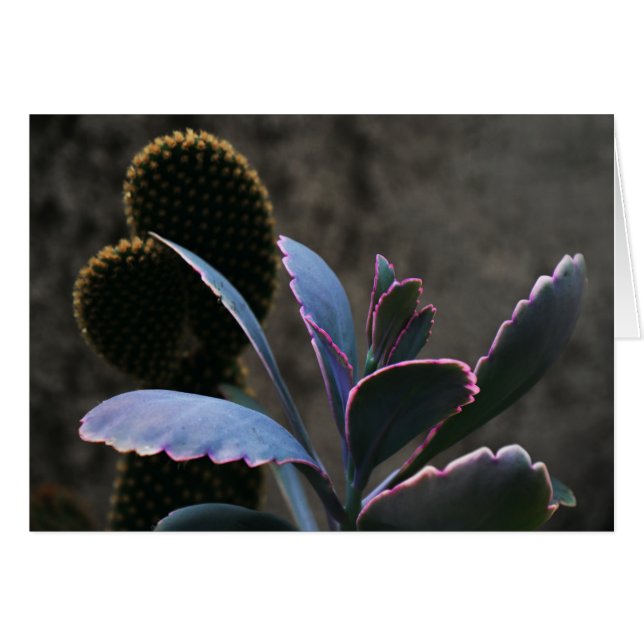 Desert Plant (Front Horizontal)