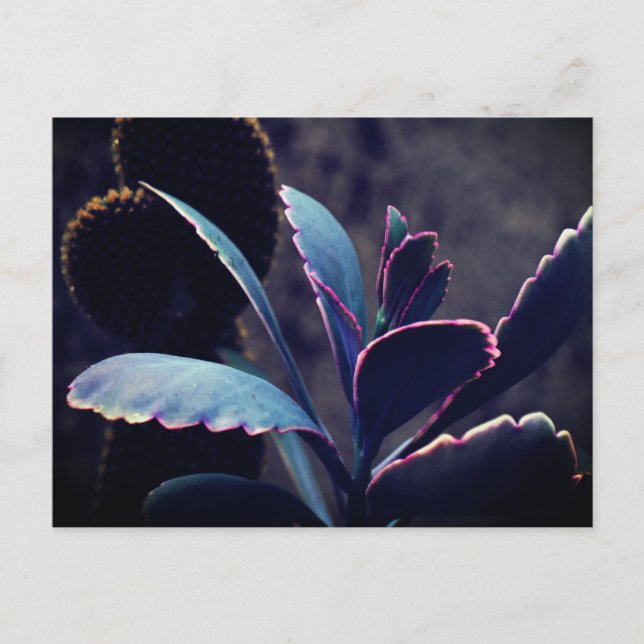 Desert Plants Postcard (Front)