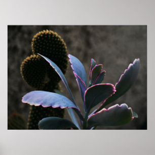 Desert Plants Poster