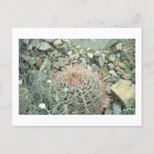 Desert Poetry Cactus Arizona Photo Postcard