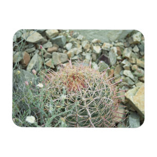 Desert Poetry Cactus Decorative Fridge Magnet