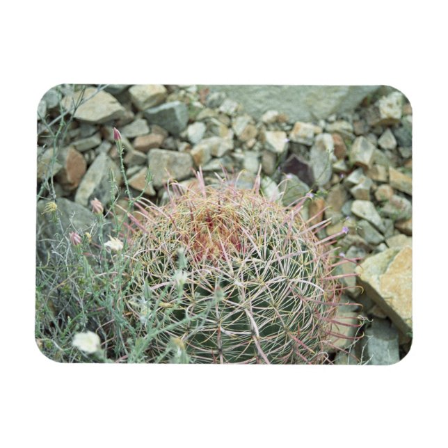 Desert Poetry Cactus Decorative Fridge Magnet (Horizontal)