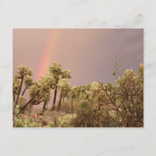 Desert Rainbow Postcard