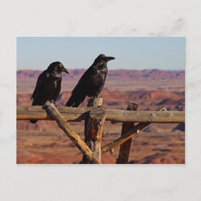 Desert Ravens Postcard (Front)