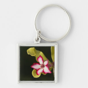 Desert-Rose (Adenium Obesum), South Africa Key Ring