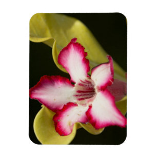 Desert-Rose (Adenium Obesum), South Africa Magnet