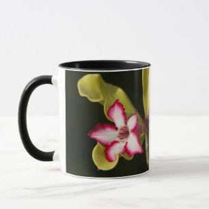 Desert-Rose (Adenium Obesum), South Africa Mug