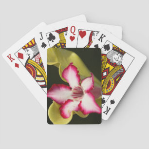 Desert-Rose (Adenium Obesum), South Africa Playing Cards