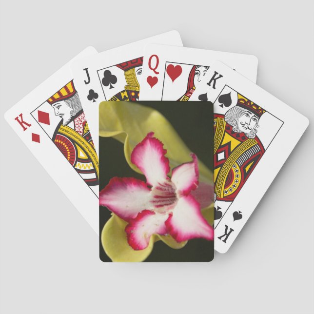 Desert-Rose (Adenium Obesum), South Africa Playing Cards (Back)