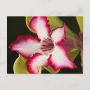 Desert-Rose (Adenium Obesum), South Africa Postcard