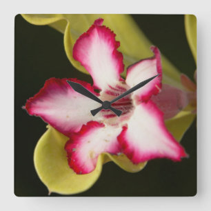 Desert-Rose (Adenium Obesum), South Africa Square Wall Clock