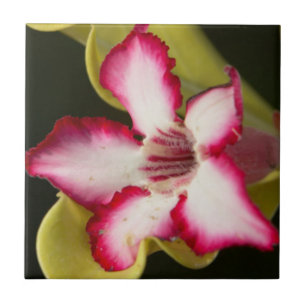 Desert-Rose (Adenium Obesum), South Africa Tile