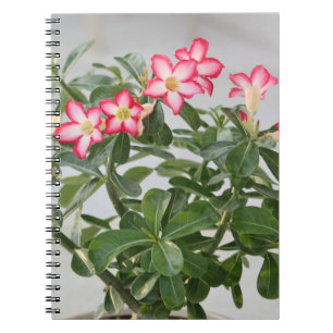 Desert Rose Flowers Plant Spiral Notebook