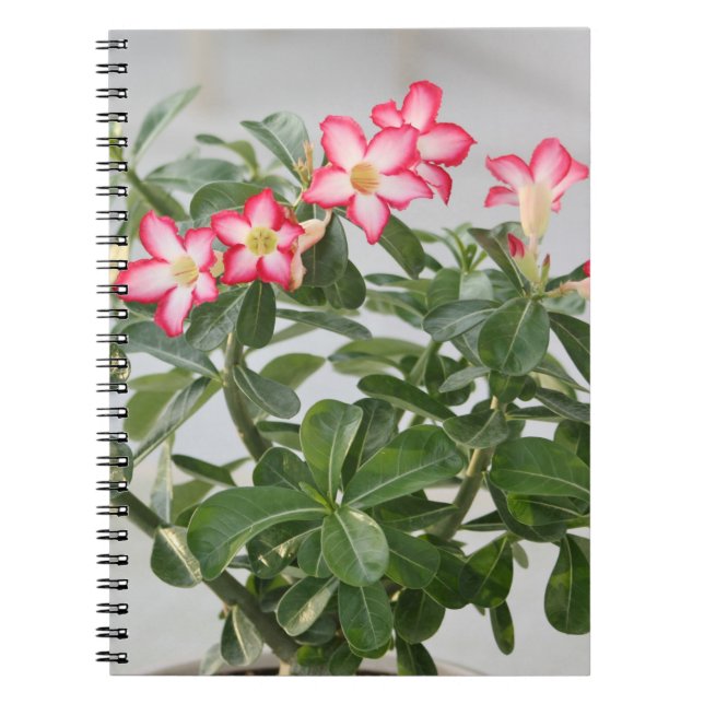 Desert Rose Flowers Plant Spiral Notebook (Front)