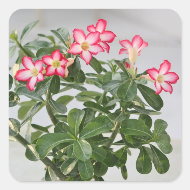 Desert Rose Flowers Plant Square Sticker (Front)