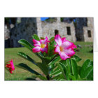Desert Rose Flowers, St. John V.I. Sugar Mill Card