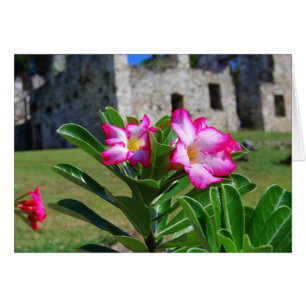Desert Rose Flowers, St. John V.I. Sugar Mill Card