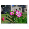 Desert Rose Flowers, St. John V.I. Sugar Mill Card