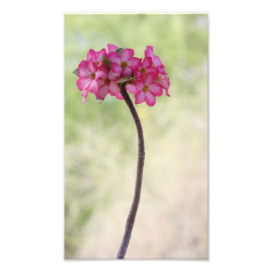 Desert rose in pink photo print