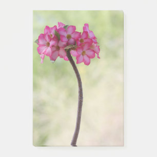 Desert rose in pink post-it notes