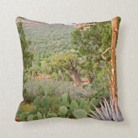 Desert scene, Sedona, nature, cactus,