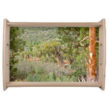 Desert scene, Sedona, nature, cactus,