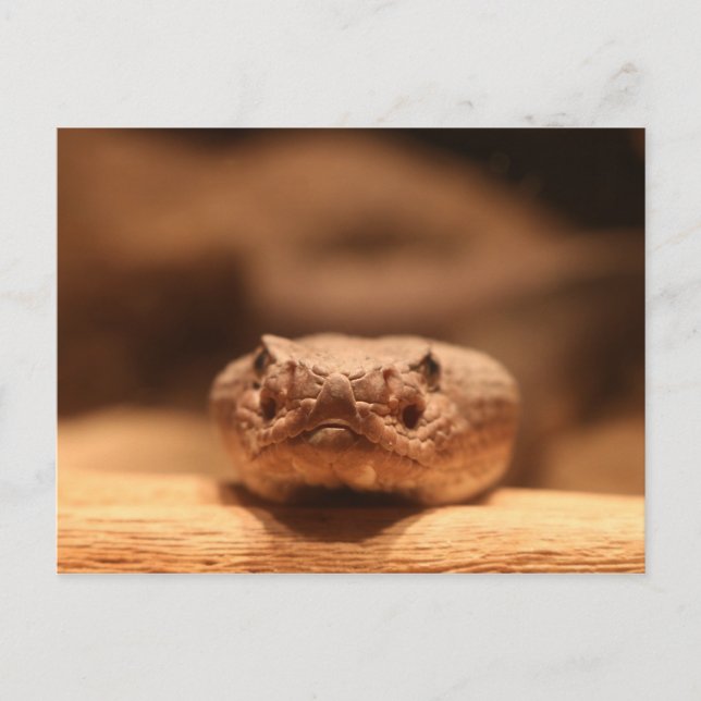 Desert Snake Postcard (Front)