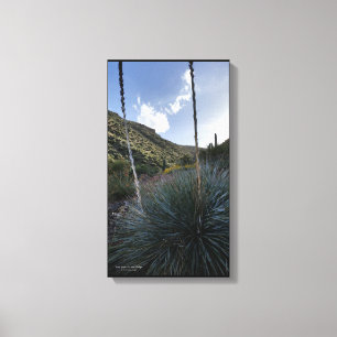 Desert Southwest Sotol Plants Scenic Image Arizona Canvas Print