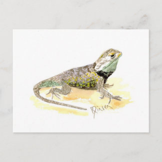 Desert Spiny Lizard Postcard