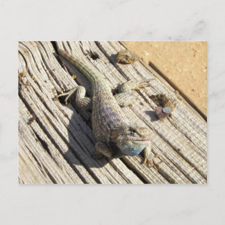 Desert Spiny Lizard Postcard